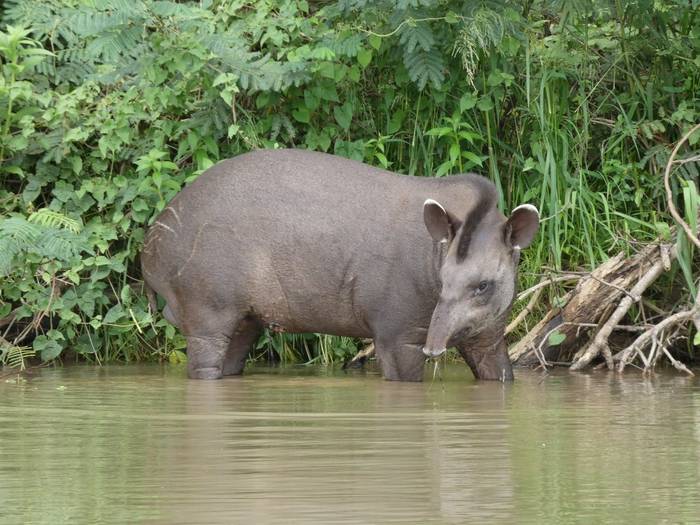 Tapir (Jack Blincowe).JPG