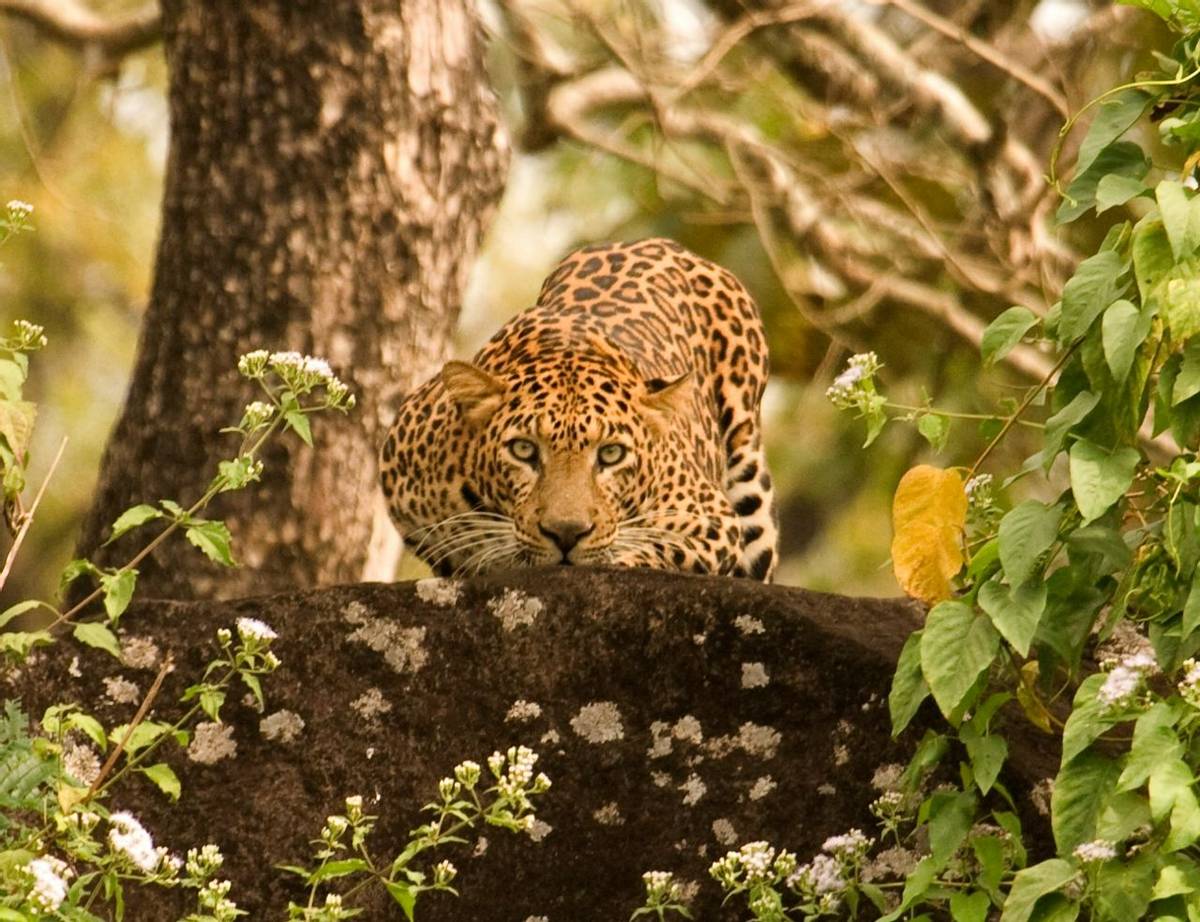 Indian Leopard (copyright Dilan Mandanna)