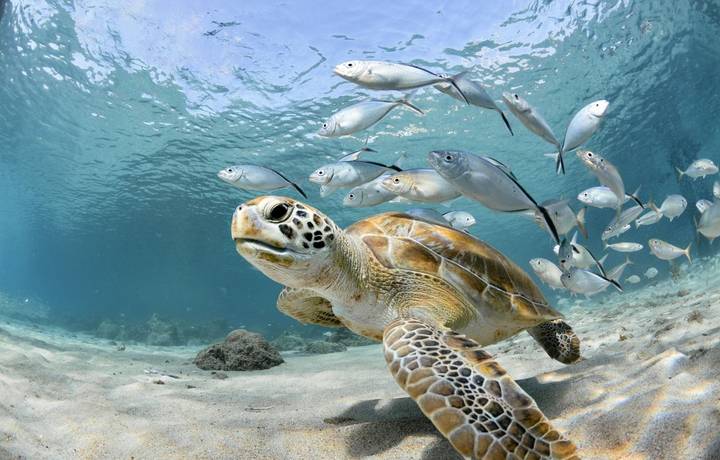 Turtle looking to the camera, followed by some silver fish Turtle looking to the camera, followed by some silver fish