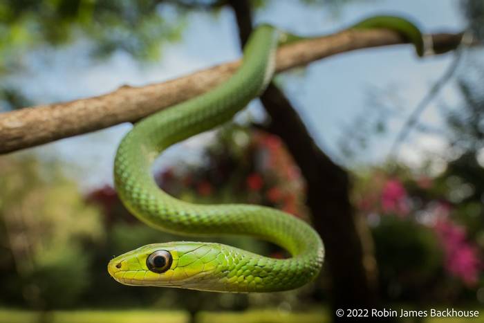 Battersby's Green Snake (Philothamnus battersbyi) © Robin James Backhouse