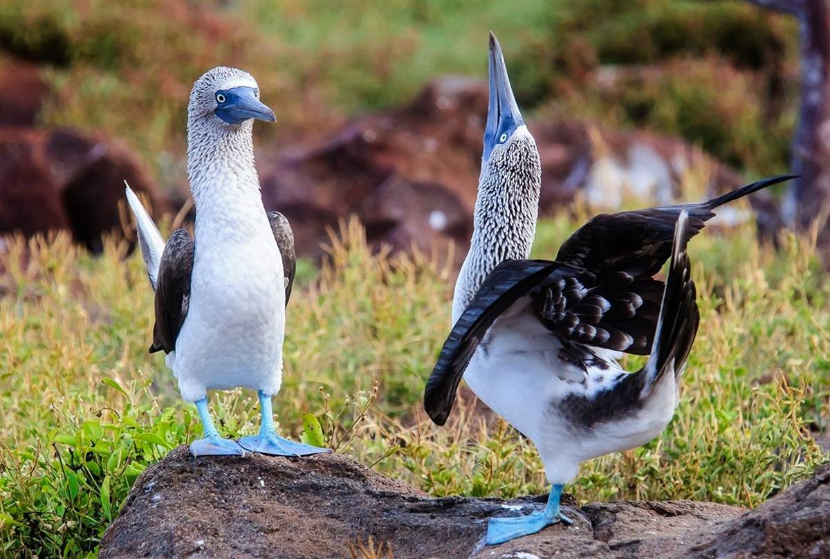 Blue Footed Booby, Galapagos Shutterstock 389219104