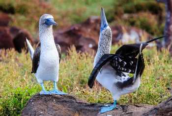 Blue Footed Booby, Galapagos Shutterstock 389219104