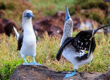 Galapagos Islands - One-week cruise