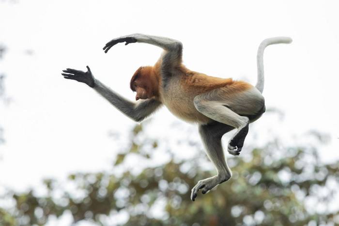 Proboscis Monkey © C.Ryan