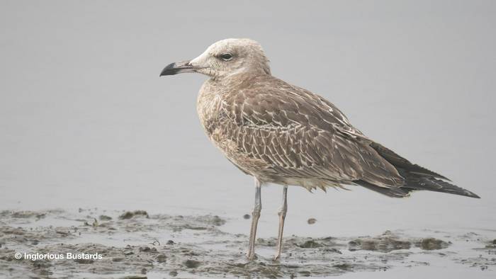 Audouin´s Gull.jpg