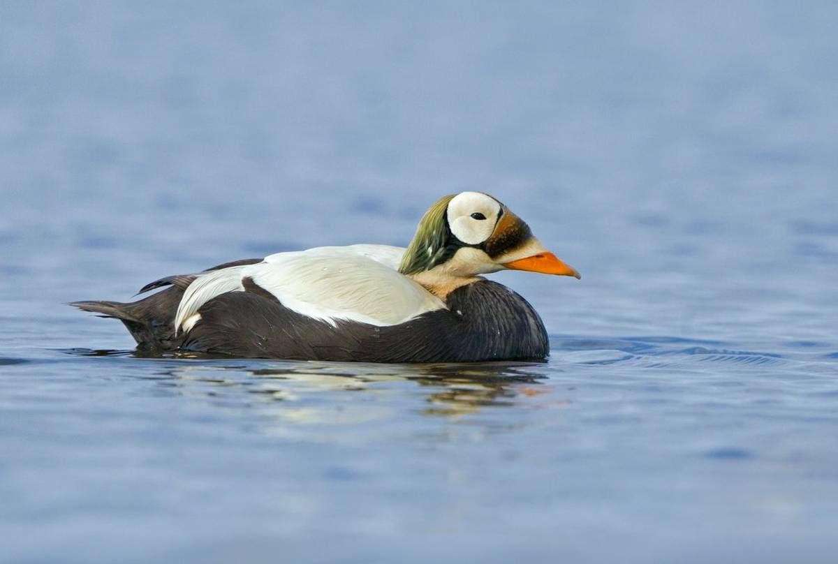 Spectacled Eider