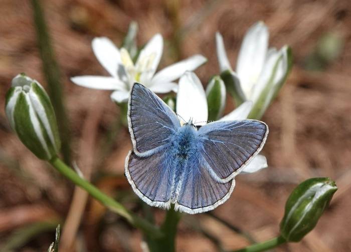 Austaut's Blue © Martin Pitt, June 2026 tour.JPG