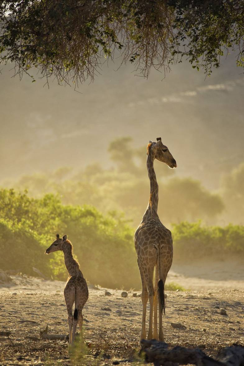 Africam Travel Inc - Namibia - Hoanib Valley Camp - Wildlife - Desert adapted giraffe8.jpg