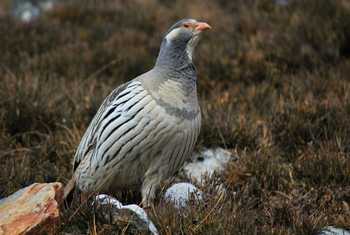 Himalayan Snowcock