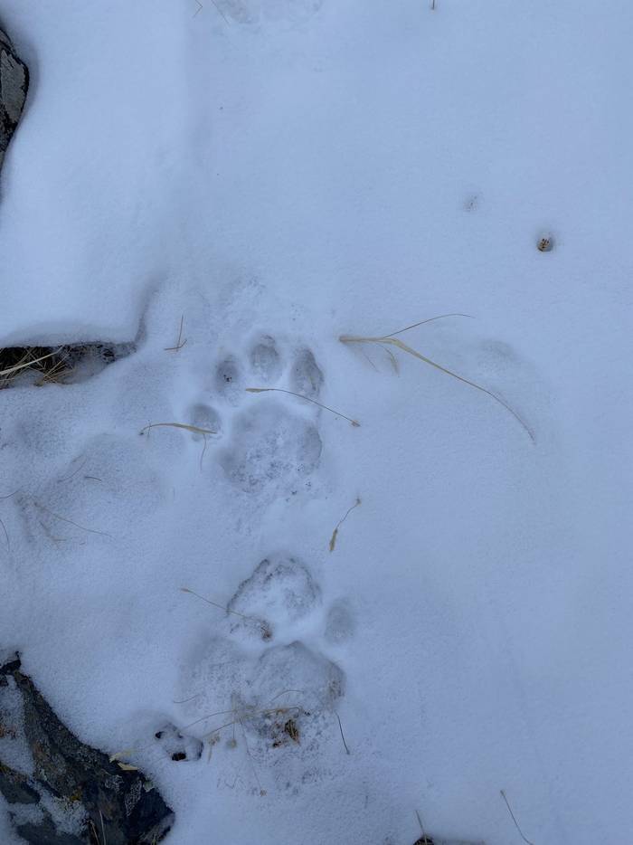 Snow Leopard Pug Marks, The Margaz Mountains (Soaring Expeditions)