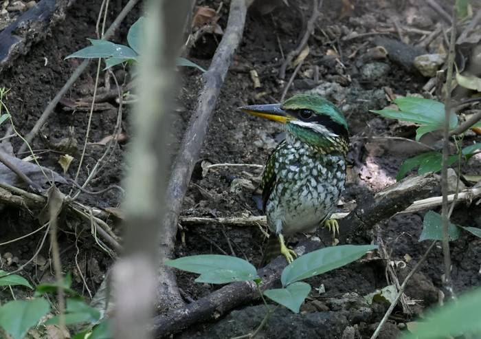 Spotted Wood Kingfisher (Luzon)
