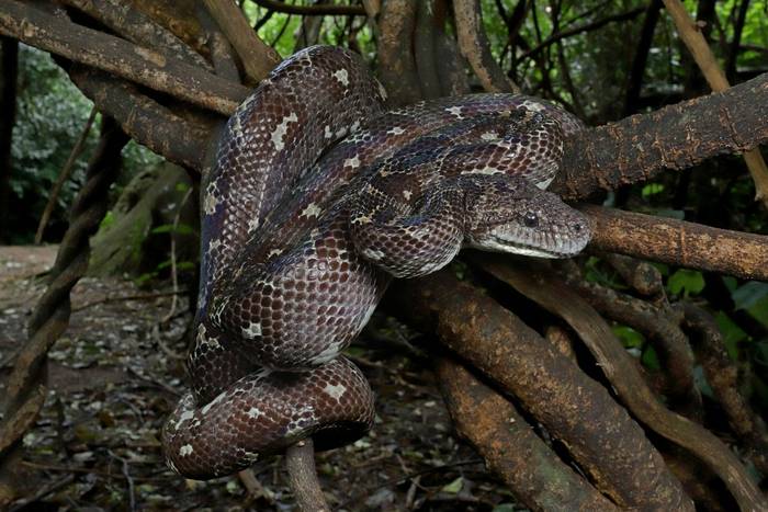 Western Madagascar Tree Boa (Sanzinia volontany) © Bobby and Laura Bok, March 2026