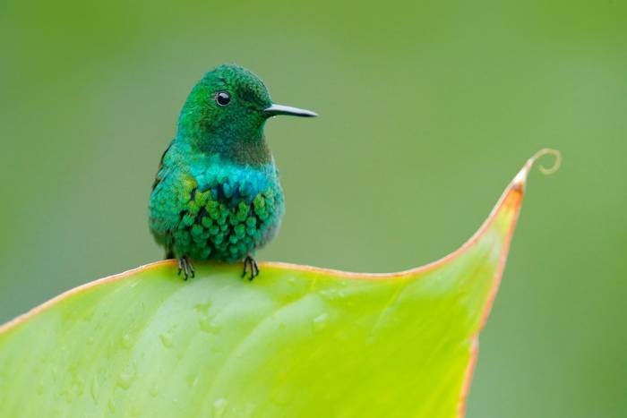 Green Thorntail, Costa Rica