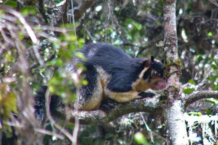 Grizzled Giant Squirrel