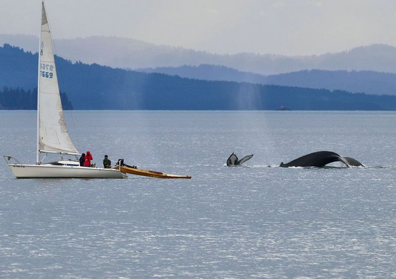 alaska-stillpoint-lodge-Whale breaching boat.jpg