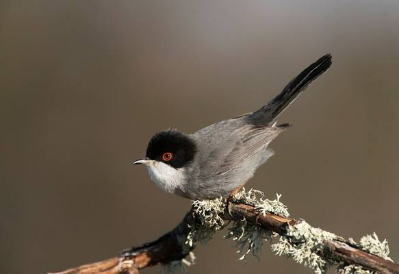 Sardinian Warbler, Spain shutterstock_1454162813.jpg