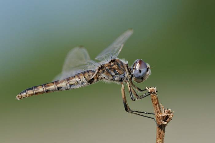 Black Pennant, dragonfly, Spain shutterstock_143440489.jpg