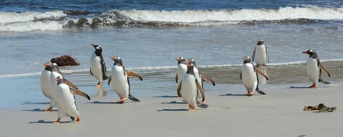 Gentoo Penguins.jpg