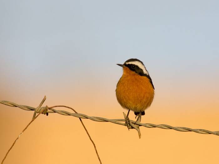 Moussier’s Redstart