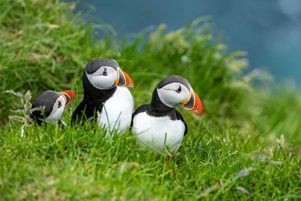 Puffins Image