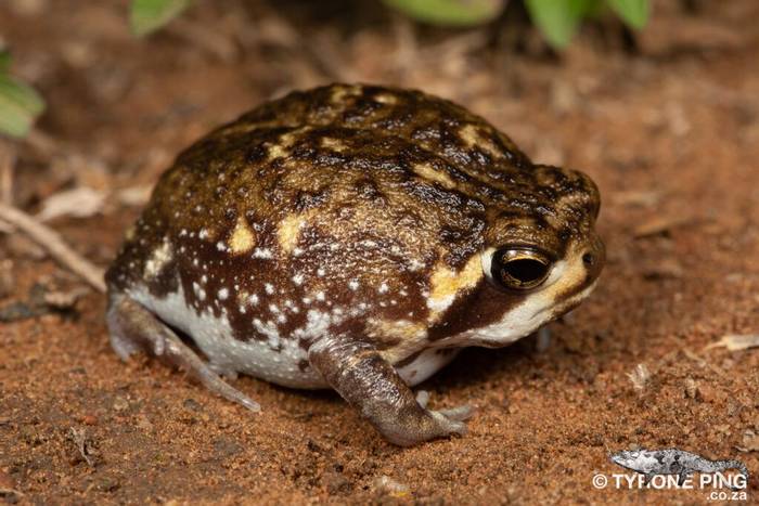 Bushveld Rain Frog (Breviceps adspersus) © Tyrone Ping, November 2023 tour