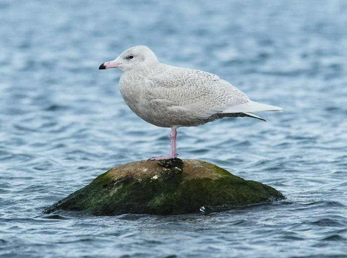 Glaucous Gull shutterstock_1689715885.jpg