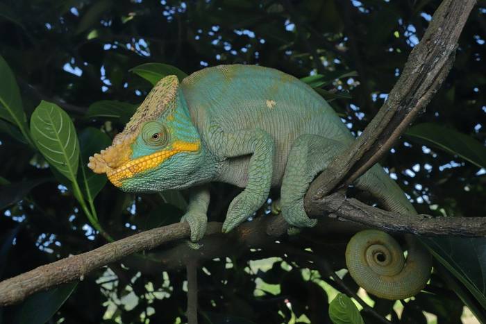 Parson's Chameleon (Calumma parsonii) yellow lip © Bobby and Laura Bok, March 2026