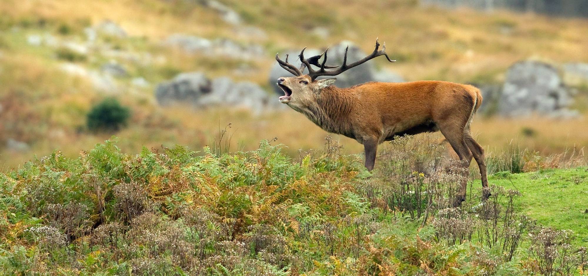 British Wildlife Holidays for Autumn and Winter 2025/26