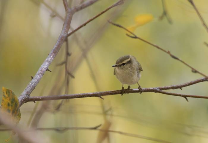 Hume's Leaf Warbler