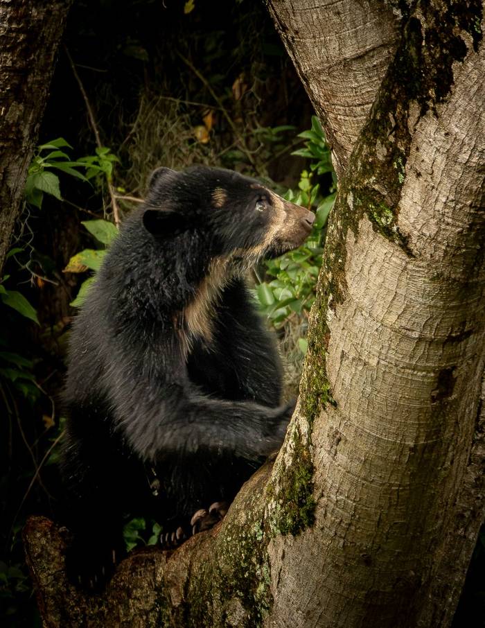 Spectacled Bear © Francisco Muñoz (14).jpg