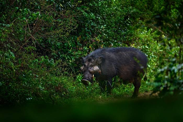 Giant Forest Hog