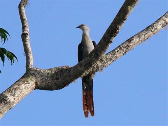 Great Cuckoo-dove
