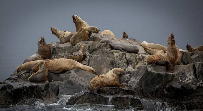 Steller Sea Lions © Peter Stott