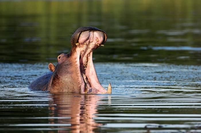 Hippopotamus, South Africa (Johan Swanepoel) (2)
