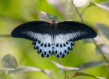 Sri Lanka - A Butterfly Tour