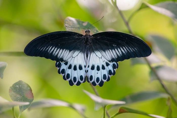 Blue Mormon butterfly