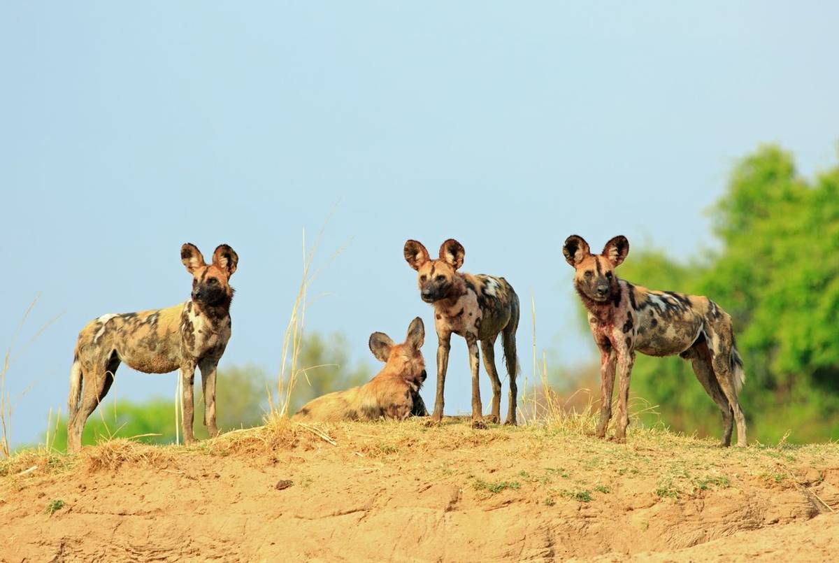 African Wild Dog, Botswana Shutterstock 763875031