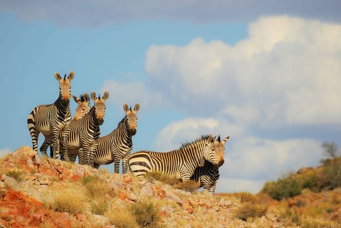 Cape mountain zebra shutterstock_266432675.jpg