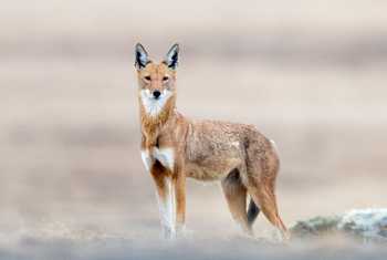 Ethiopian Wolf © George Benjamin, February 2025 (3524 x 4405)