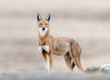 Ethiopia: A Wildlife Photography Tour
