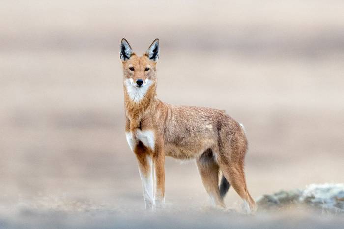 Ethiopian Wolf © George Benjamin, February 2025 (3524 x 4405)