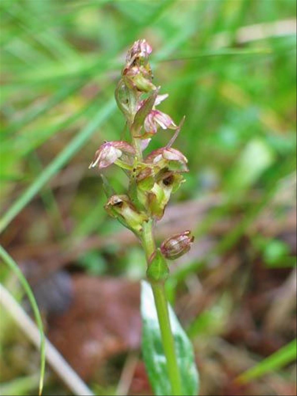 Coeloglossum viride - Frog Orchid (Paul Harmes)