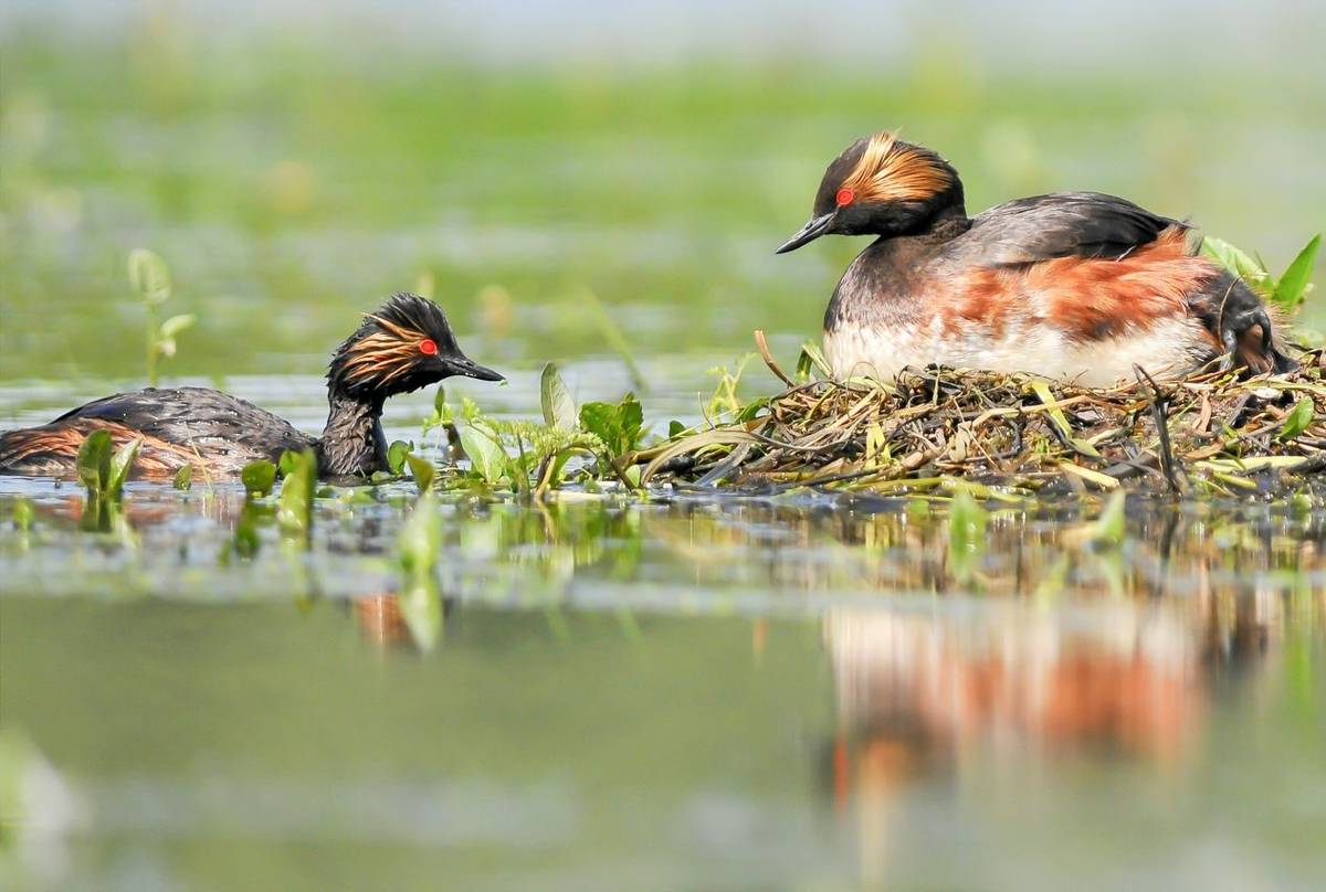 Black-necked Grebe