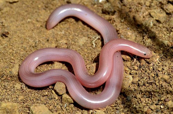 Eurasian Blind Snake (Xerotyphlops vermicularis) © Giorgi Iankoshvili
