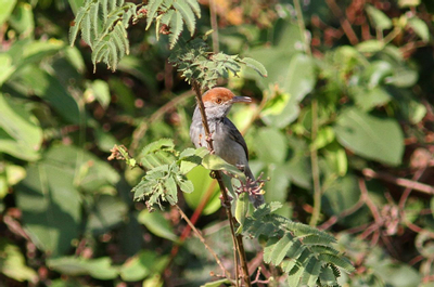 Cambodia Tailorbird