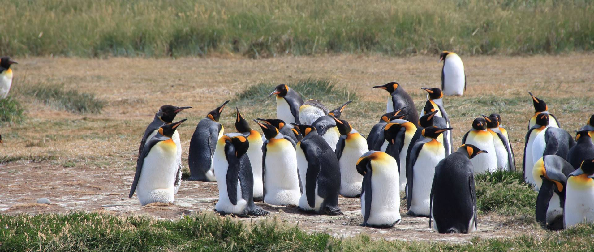 King Penguins, Tierra Del Fuego
