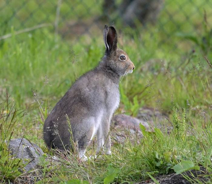 Mountain Hare (RobCampbell).JPG