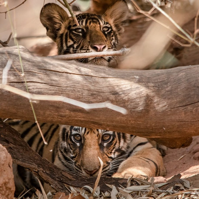 Tiger cubs, India © Will Crombie