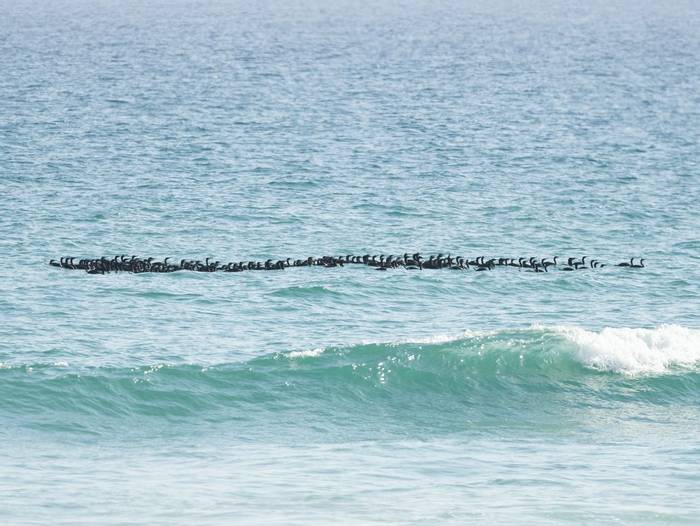 Socotra Cormorant © T. Laws, February 2024 tour