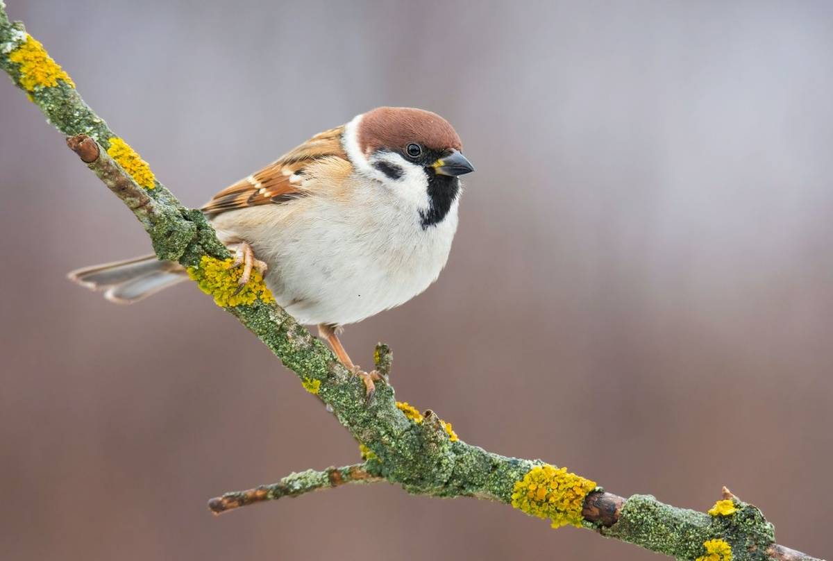 Tree Sparrow shutterstock_1889051317.jpg